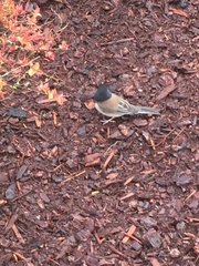 Junco hyemalis