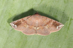 Empelathra pindarus