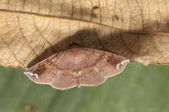 Empelathra pindarus