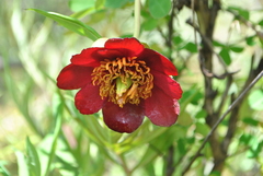 Paeonia delavayi