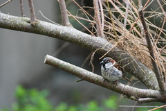 Passer domesticus