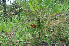 Paeonia delavayi