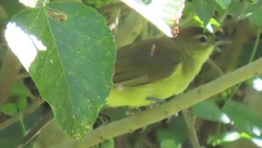 Chlorocichla flaviventris flaviventris