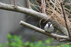 Passer domesticus