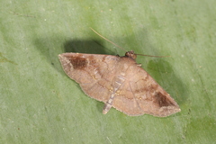 Empelathra pindarus