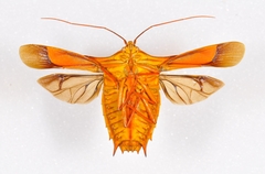 Dorypleura