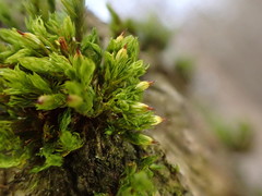 Orthotrichum stramineum
