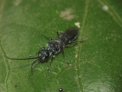 Trirogma caerulea