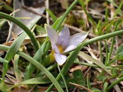 Romulea ramiflora