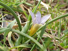 Romulea ramiflora