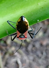 Rhynocoris segmentarius