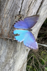 Morpho portis