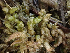 Sphagnum platyphyllum