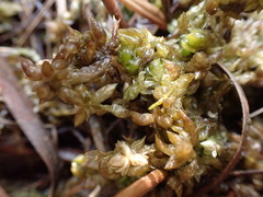 Sphagnum platyphyllum