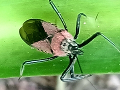 Rhynocoris segmentarius