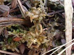 Sphagnum platyphyllum