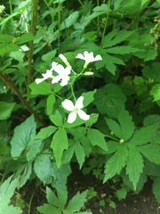 Cardamine angulata