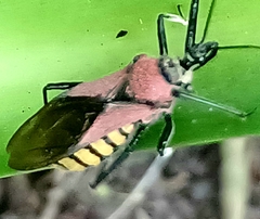 Rhynocoris segmentarius