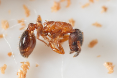 Leptothorax acervorum