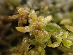 Sphagnum platyphyllum