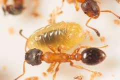 Leptothorax acervorum