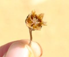 Psammophora longifolia image