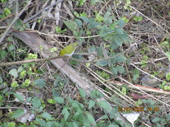 Zosterops palpebrosus