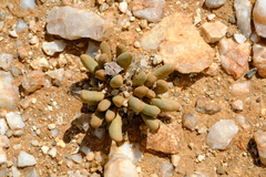 Image of Psammophora longifolia