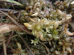 Sphagnum platyphyllum