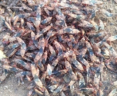 Dysdercus superstitiosus