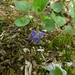 Viola septentrionalis septentrionalis - Photo 由 deandsusan 所上傳的 (c) deandsusan，保留部份權利CC BY-NC