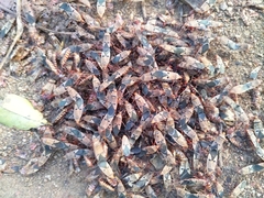 Dysdercus superstitiosus