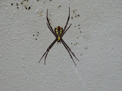 Argiope aetherea