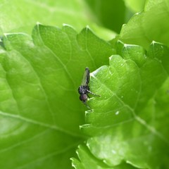 Nematocera