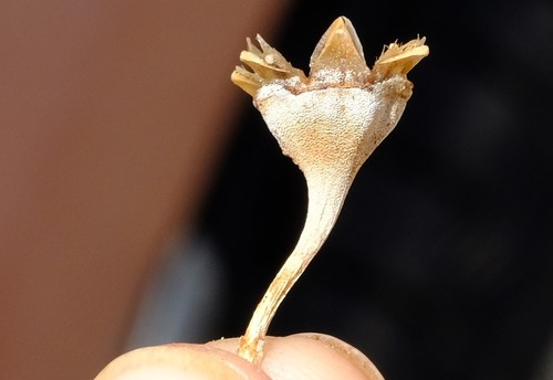 Psammophora longifolia 3
