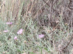 Centaurea aspera stenophylla