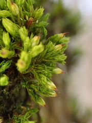 Orthotrichum stramineum