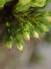 Orthotrichum stramineum