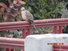 Streptopelia chinensis