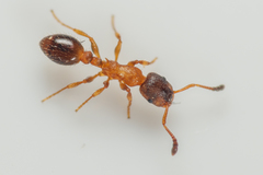 Leptothorax acervorum