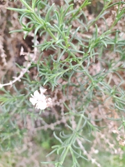 Salsola oppositifolia