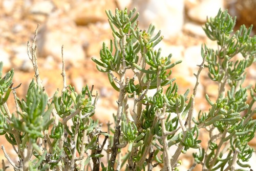 Pteronia rangei image