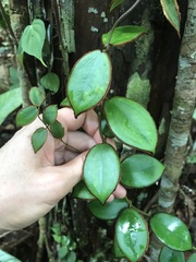 Adelobotrys praetextus