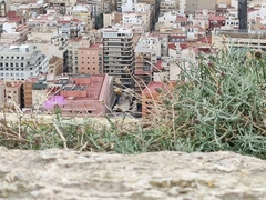 Centaurea aspera stenophylla