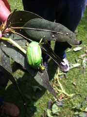 Chrysina laniventris