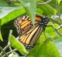 Danaus plexippus