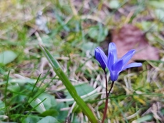 Scilla sardensis
