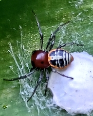 Camaricus nigrotesselatus