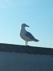 Larus argentatus