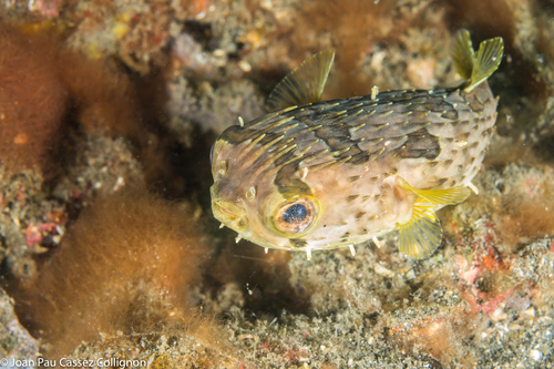 Longspined Porcupinefish